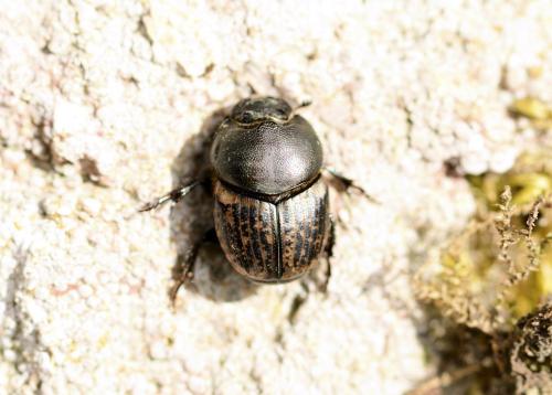 Réf. 321 898 : Onthophagus medius